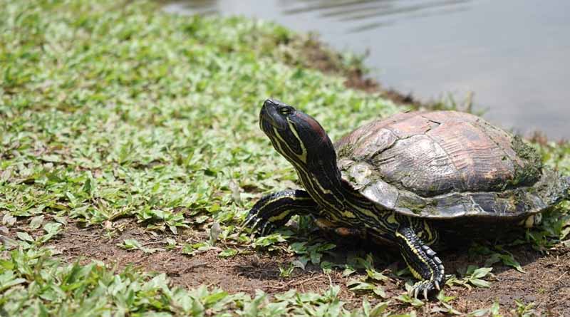 Study Suggests Ways To Prevent Spread Of Invasive Alien Species From Pet And Aquaria Trade In Caribbean