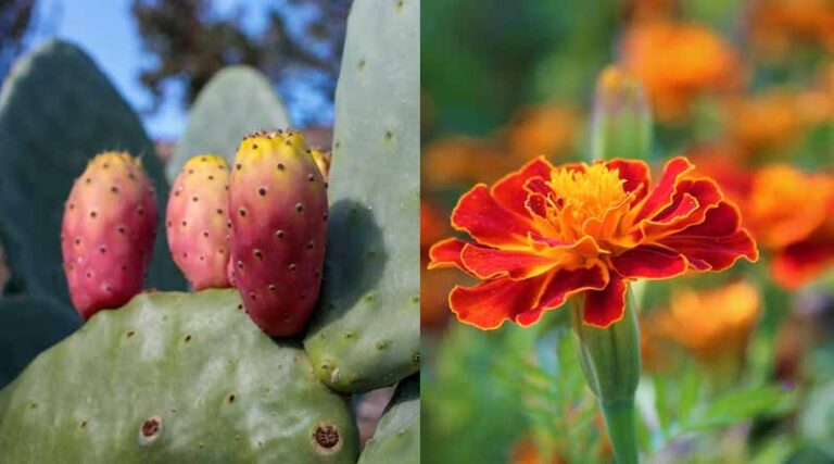 Intercropping of Dragon Fruit and Marigold Boosts Farmers' Production and Income