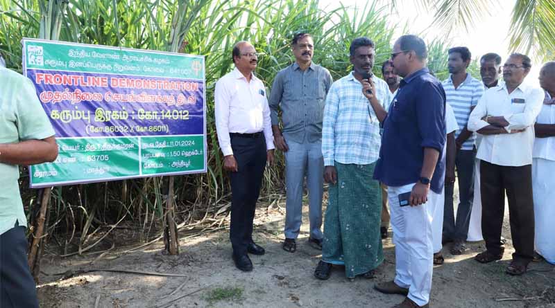 Field Day for New Sugarcane Variety ‘Co 14012’ Organized