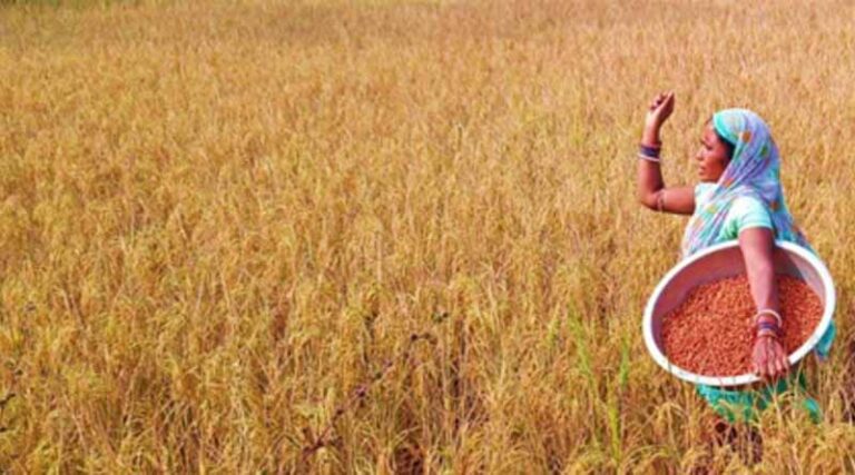 Unlocking Agricultural Potential In India: Transforming Rice Fallow With Grasspea