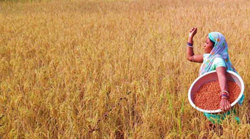 Unlocking Agricultural Potential In India: Transforming Rice Fallow With Grasspea