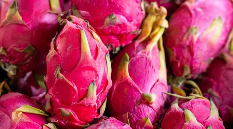 Ram Kumar Yadav: Transforming Dragon Fruit Cultivation in Rajasthan