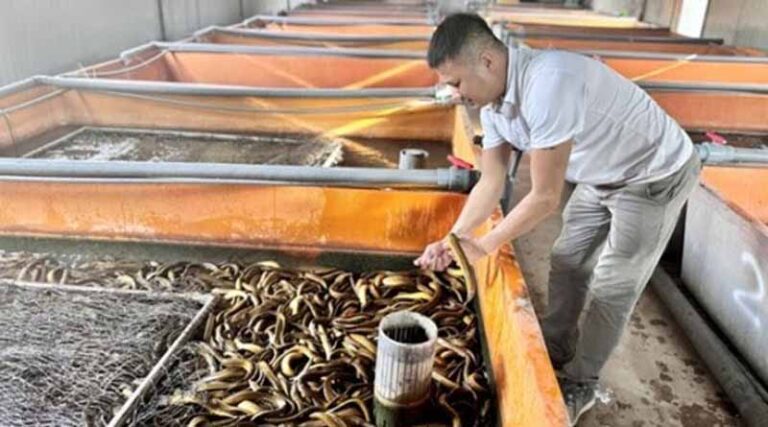 Vietnam Boosts Eel Exports By Improving Quality Standards
