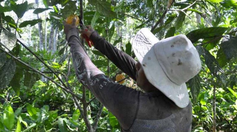 Smallholders Need Support To Adapt To New Organic Regulation