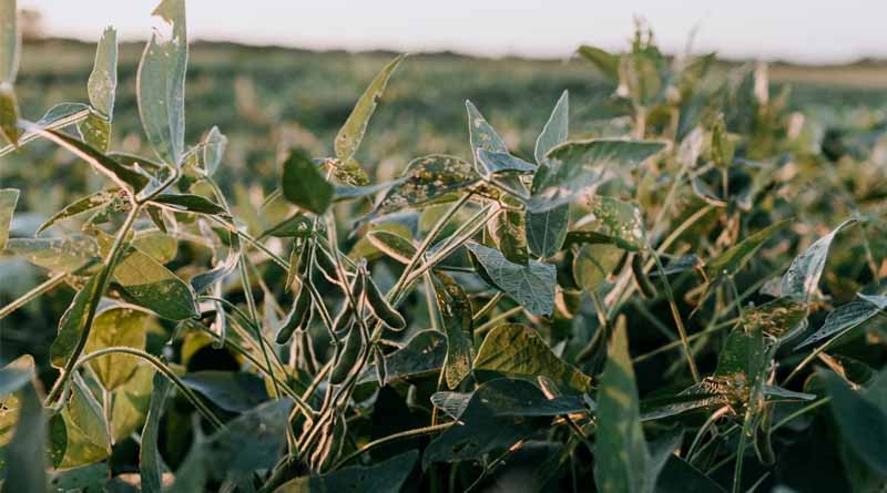 Brazil Maintains Dominance in Global Soybean Production