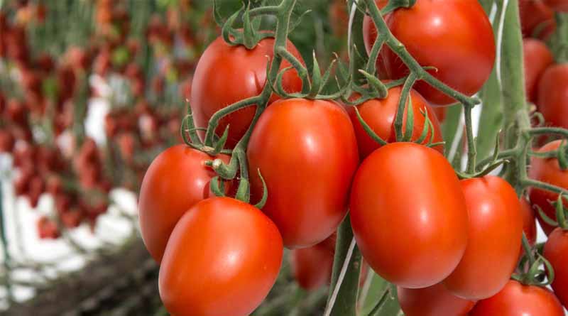 Breeder’s Perspective: Growers Need Tomatoes with ToBRFV Resistance