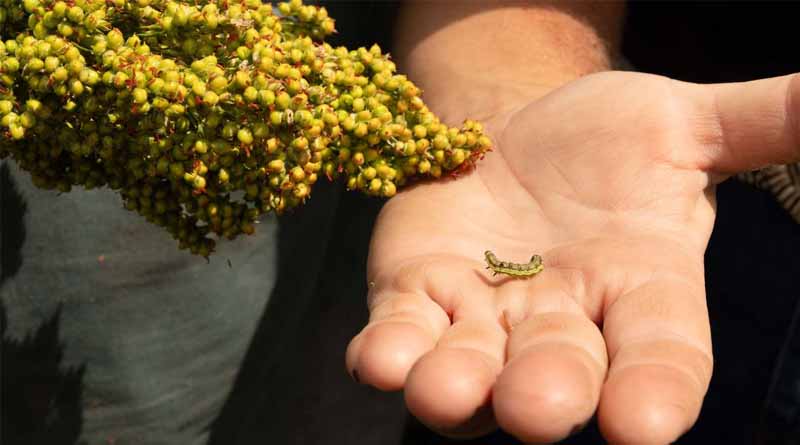 Avoid Complacency with FAW Resistance