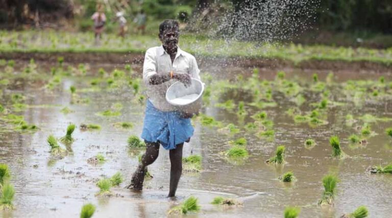 Government Develops 668 Climate-Resilient Paddy Varieties, But Key Adoption Data Missing