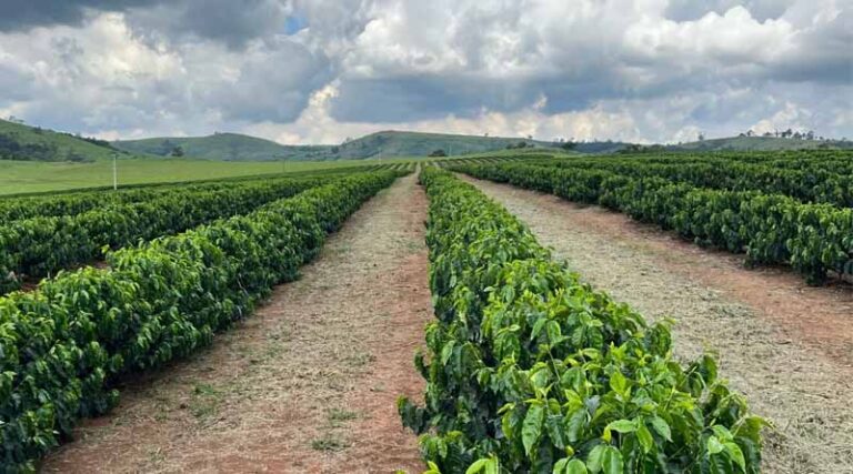 Rivulis and Gota Azul Support Coffee Growers in Southern Minas Gerais Amid Severe Droughts