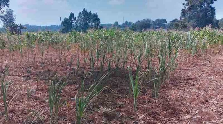Kenya: Farmers Bear The Brunt Of Delayed Adoption Of GM Crops