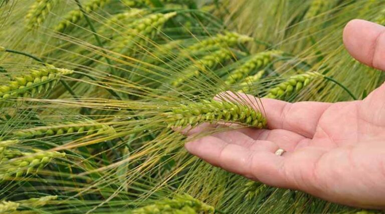 Trio Of New Syngenta Barley Varieties Added To Latest Recommended Lists