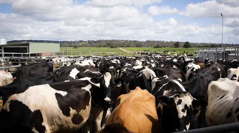 FAO Publishes New Guidelines For Surveillance Of Influenza In Cattle