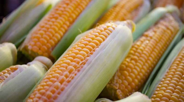 Future of Maize Farming in India