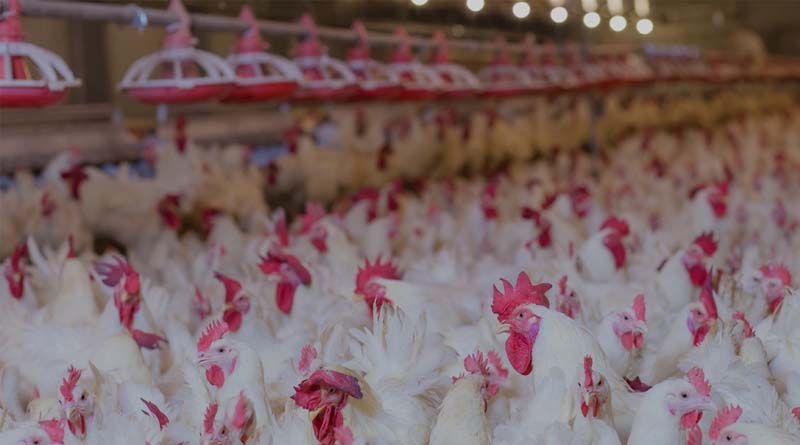 Farmers and River Protectors Take State Back to Court to Stop Mega-Chicken Factory Farm