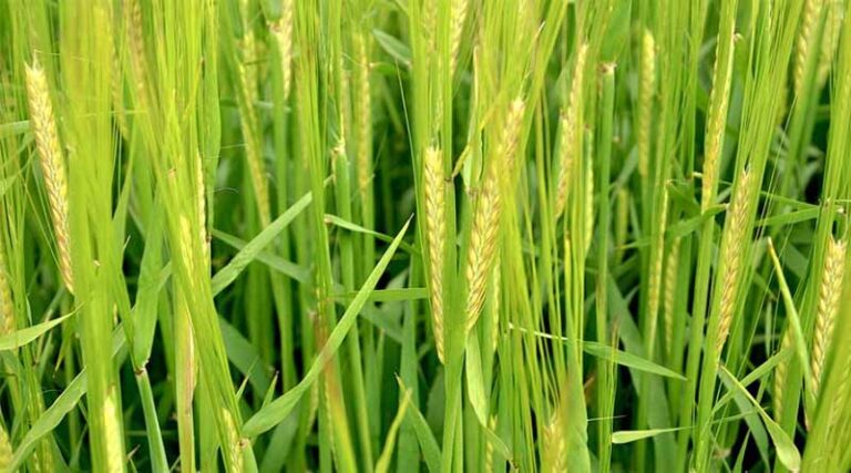 Seasonal Cheer For Whisky And Beer With Latest Malting Barley Variety Promotions