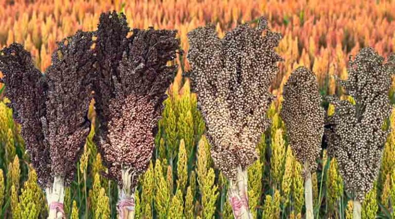 ICRISAT Co-Releases First Pearl Millet and Sorghum Hybrids in Zimbabwe
