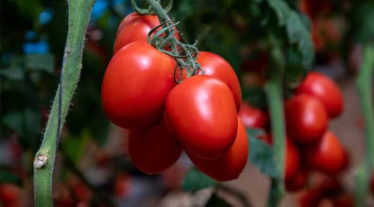 How ToBRFV Varieties Changed The Mexican Tomato Market