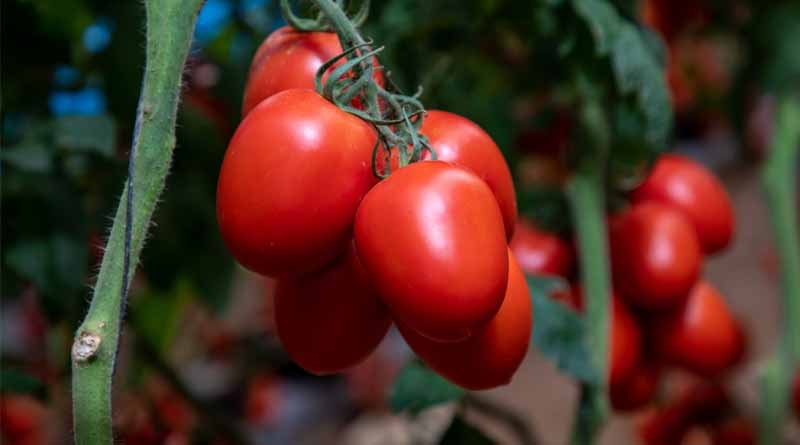 How ToBRFV Varieties Changed The Mexican Tomato Market