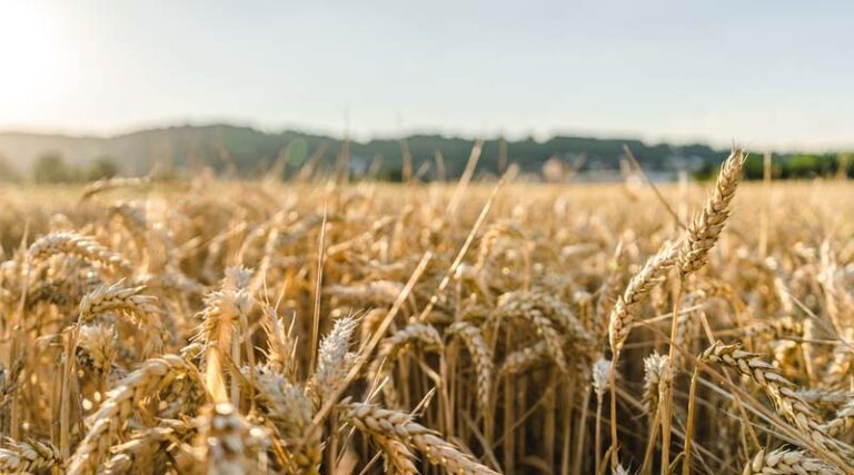 Nano-Urea: Boon or Challenge for Indian Agriculture?