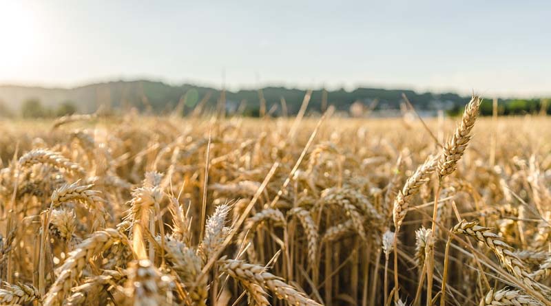 Nano-Urea: Boon or Challenge for Indian Agriculture?