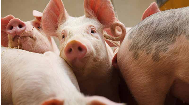 Climate Goals Can Be Exceeded In Swedish Pig Production According To New Report