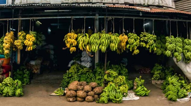 India's F&V Export Sector Thrives Despite Volume Drop