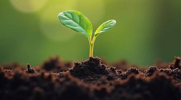 Soil Health And Soil Data Sharing For Food Security