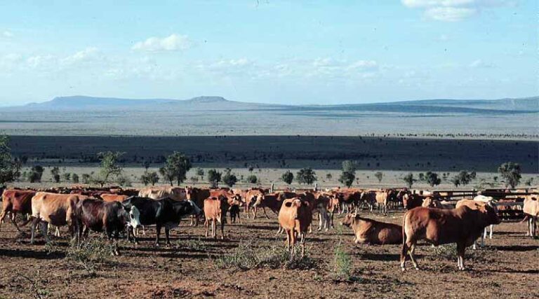 A Soil Safari: On A Quest To Restore And Manage Grassland Soils