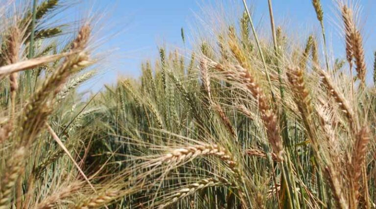 CIMMYT And Novo Nordisk Foundation Expand Collaboration To Drive Sustainable Agriculture