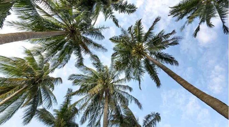 Over 15,000 Farmers Join Mega Oil Palm Plantation Drive, Covering 17,000 Hectares
