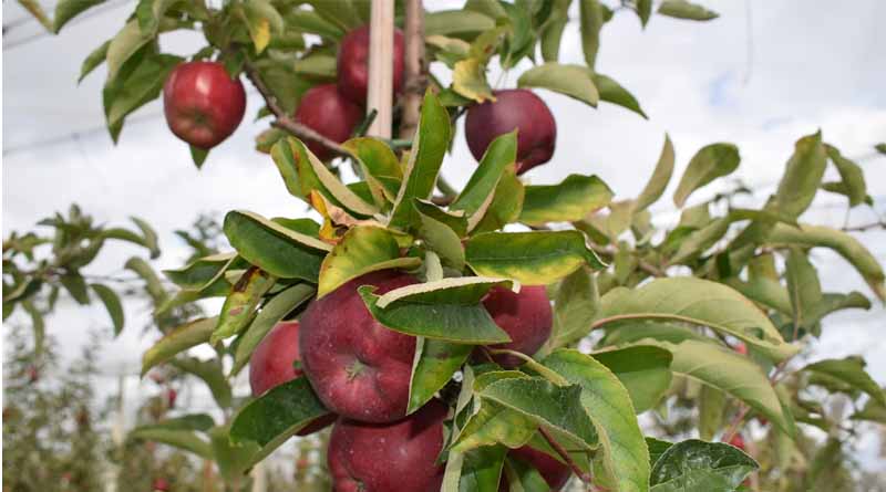 India Retains 50% Customs Duty on Apple Imports to Protect Domestic Growers