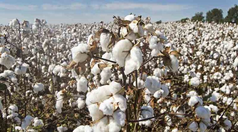 CICR's New Bacterial Attractant Formulations to Manage Sucking Pests in Cotton