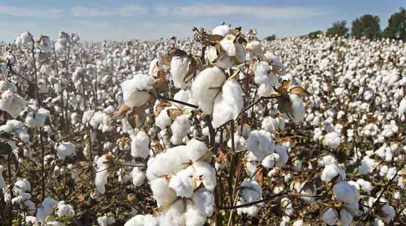 CICR's New Bacterial Attractant Formulations to Manage Sucking Pests in Cotton