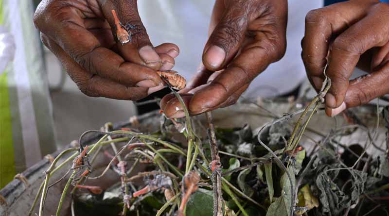 How Insects Are Helping To Save The Lemur In Madagascar