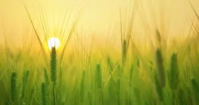 Wheat Prices Surge Across India: Farmers Anticipate Strong Market Trends for 2025