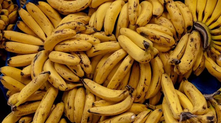 India Targets $1 Billion in Banana Exports, Eyes Russia as Key Market