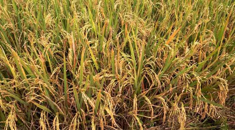 China Completes Largest-Ever Agricultural Germplasm Survey
