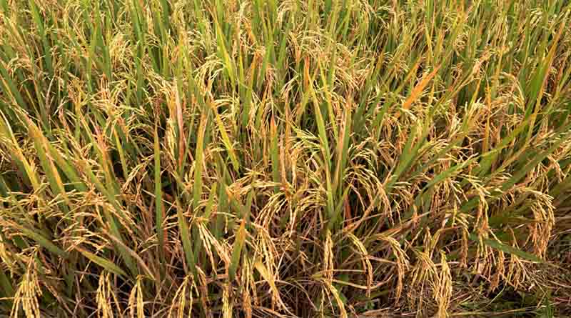 China Completes Largest-Ever Agricultural Germplasm Survey