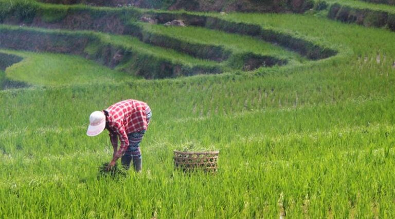 Fertilizer Utilization in China’s Major Grain Crops Continues to Rise in 2024