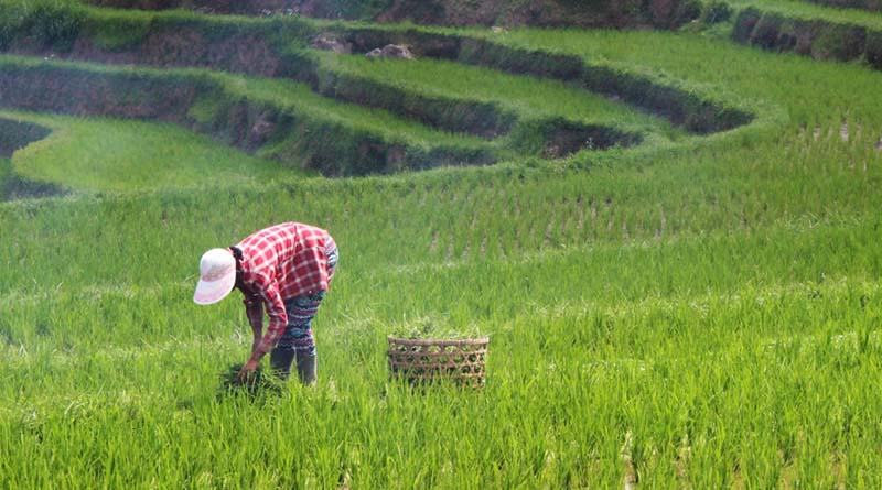 Fertilizer Utilization in China’s Major Grain Crops Continues to Rise in 2024