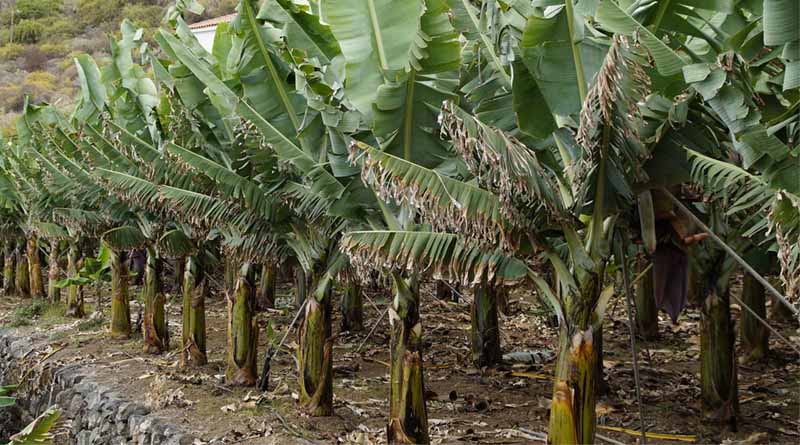 Karnataka Banana Farmers Struggle as Frosty Winter Wipes Out 25% of Crops, Prices Plummet by 39%