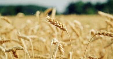 Wheat Variety Synonyms in India: A Comprehensive List