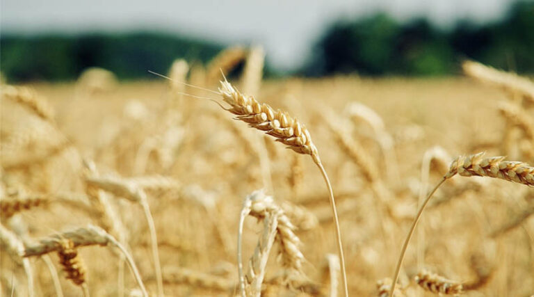 Wheat Variety Synonyms in India: A Comprehensive List