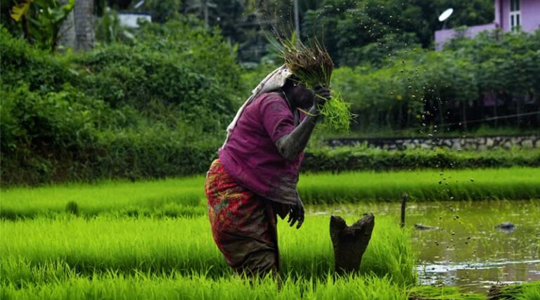 Cabinet Clears ₹3,850 Crore for DAP Subsidy Extension, Total Relief Crosses ₹6,475 Crore