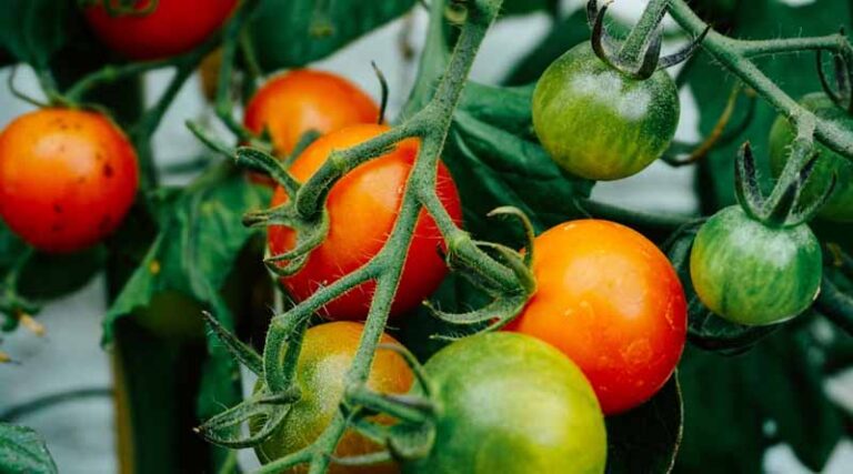 Tomato Brown Rugose Fruit Virus in India: Risks, Regulations, and Solutions