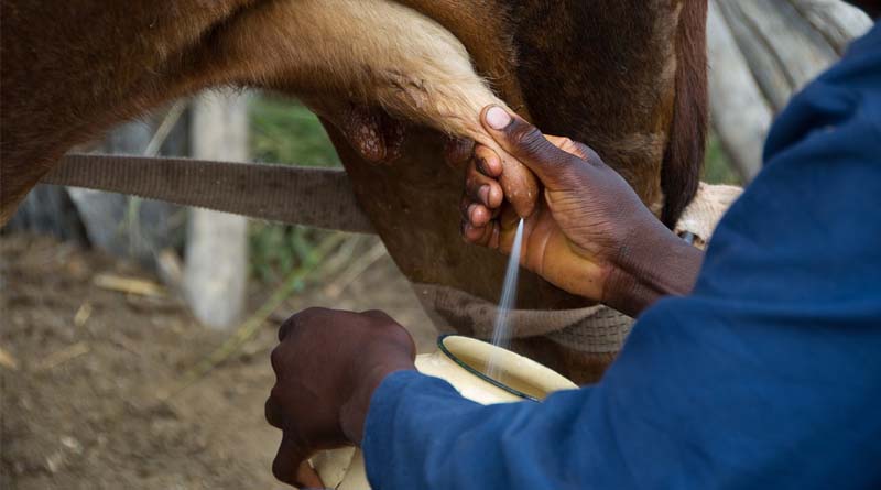 Rising Temperatures in India Pose a Threat to Milk Production, Warn Experts