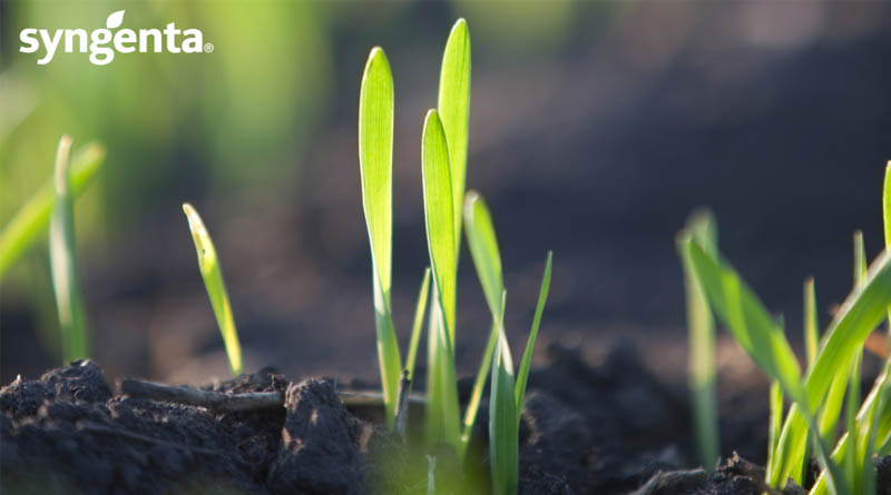 LAUREATE – The Spring Malting Variety Of Choice