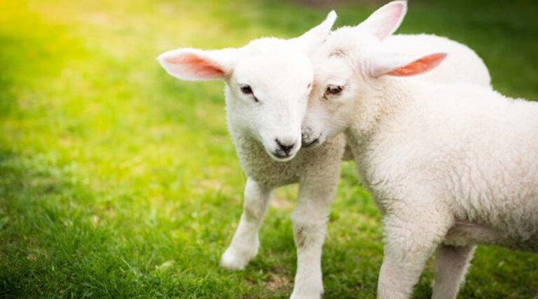MPI Completes First Phase Of Investigation Into Alleged Animal Welfare Breaches