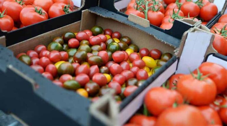 Bringing Fresh, Healthy And Sustainable Vegetables To Our Partners Worldwide