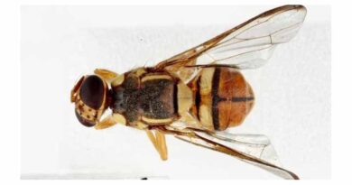 Oriental Fruit Fly Update